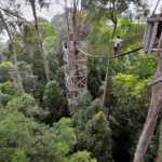 Bukit Bangkirai