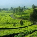 Kebun Teh Pagaralam
