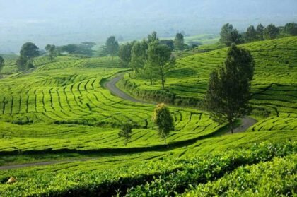 Kebun Teh Pagaralam