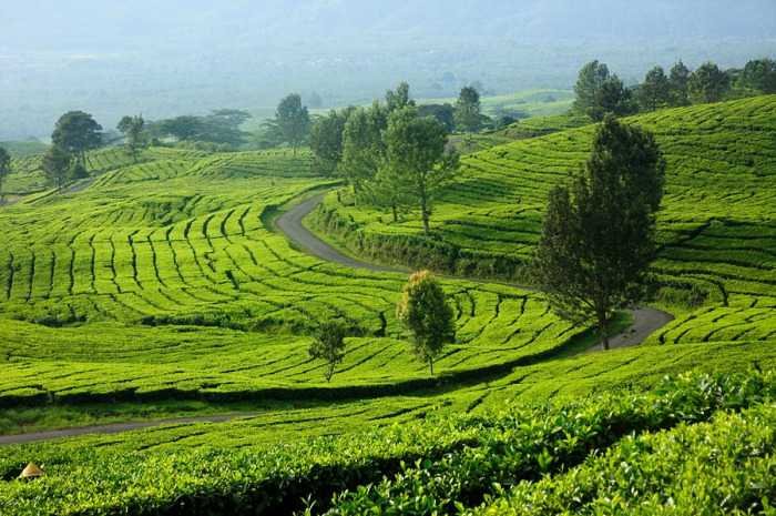 Kebun Teh Pagaralam